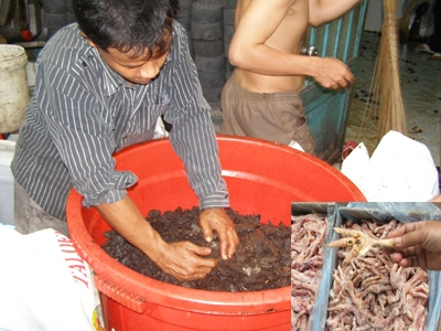 Đường đi của thịt bẩn (Kỳ 2): Công nghệ của kẻ vô lương